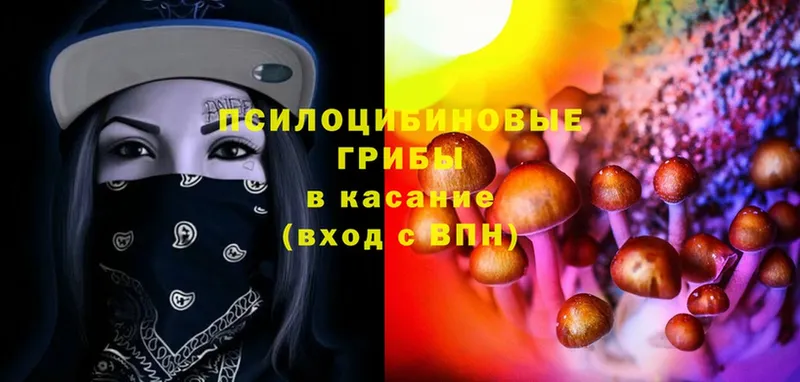 что такое   Карабулак  Псилоцибиновые грибы Psilocybine cubensis 